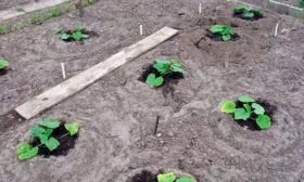 Высадка в ОГ