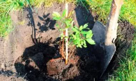 Посадка жимолости