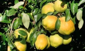 Сортовые особенности