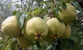 Созревание