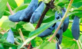 dlinnoplodnaya ягоды