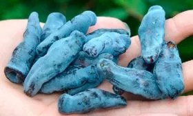 Полезные свойства