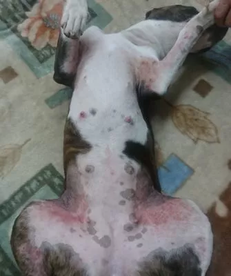 Где и зачем применяется будра плющевидная?