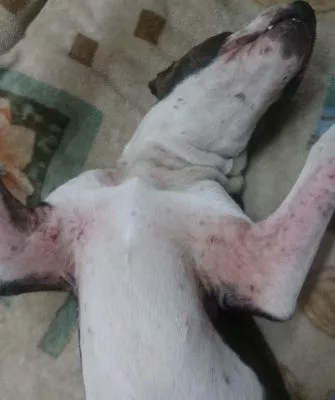 Где и зачем применяется будра плющевидная?