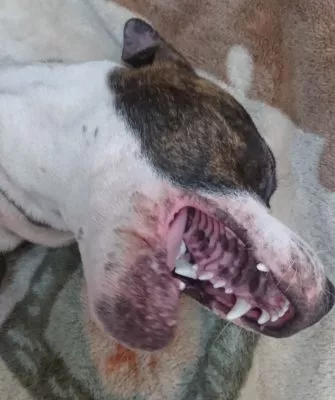 Где и зачем применяется будра плющевидная?