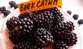 ежевика Блэк Сатин польза