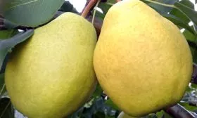 Урожайность