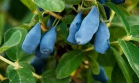 Голубое веретено