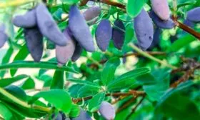 goluboj-banan-blyu-banana-3