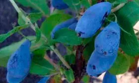 Голубой десерт