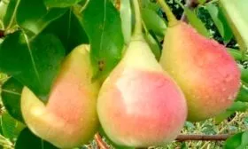 Груша Кокинская плоды