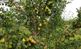 Grusha-Kokinskaya-дерево