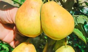 grusha-kolonovidnaya-sladkaya-krasavica