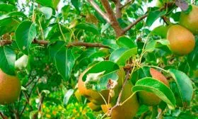 grusha-rogneda дерево