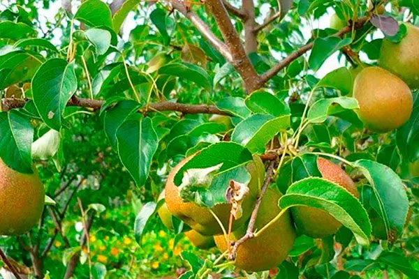grusha-rogneda дерево