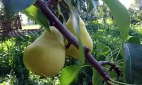 Груша Сахарная плоды