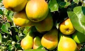 grusha-tsarskaya-плоды