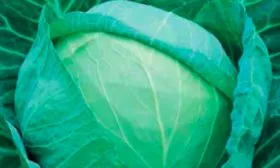 Характеристика внешнего вида растения и кочанов