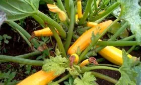 Характеристика внешнего вида растения и плодов