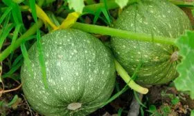 Характеристика внешнего вида растения и плодов