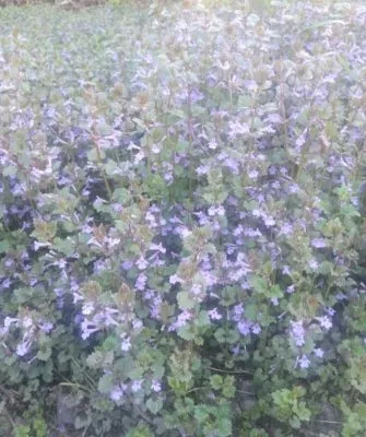 Где и зачем применяется будра плющевидная?