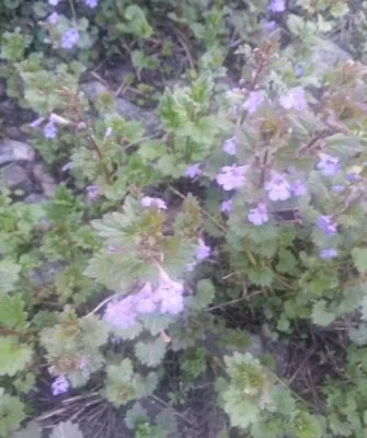 Где и зачем применяется будра плющевидная?