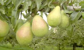 Урожайность