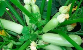 Кабачок Арал F1