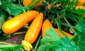 kabachok-cukkini-golden-glori-f1-1