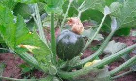 Кабачок Мячик