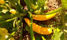 Кабачок Желтоплодный