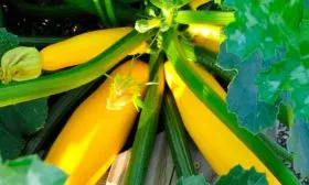 kabachok_zheltoplodnyy