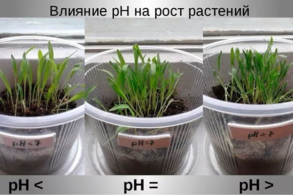 Как кислотность почвы влияет на жизнедеятельность растений