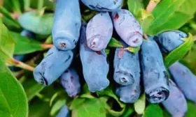 Камчадалка