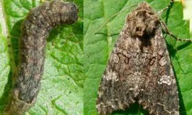 Капустная совка