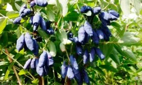 Камчатская жимолость