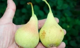 Кокинская вкус