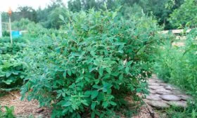 Мальвина куст