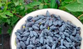 Сбор урожая