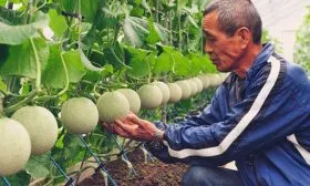 Melon-on-the-bed
