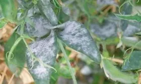 Мучнистая роса