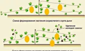 Формировка