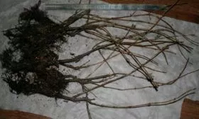 Нюансы размножения