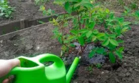 Нюансы ухода