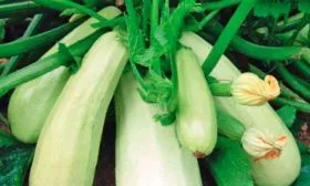 Описание растения