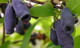 Особенности применения этого сорта