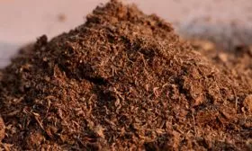 Особенности выращивания кабачков рассадным способом