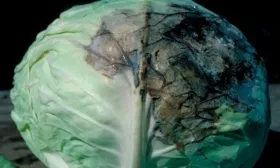 от чёрной ножки и серой бактериальной гнили