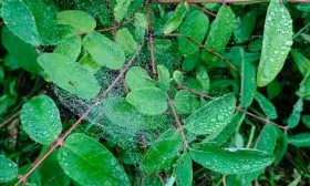 Паутинный клещ