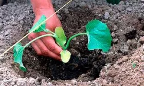 peresadka-dyni